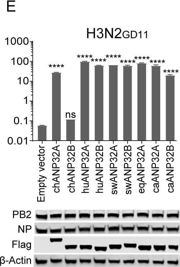 Species-dependent support of ANP32A or ANP32B for Influenza A viral replication.Vectors carrying 20 ng of ANP32A or ANP32B proteins, or empty vectors, were co-transfected into DKO cells, together with a minigenome reporter, a Renilla expression control, and influenza virus polymerases from either avian influenza H7N9ZJ13 (A) or H9N2ZJ12 (B); human influenza WSN (C); swine influenza H1N1NC08 (D); canine influenza H3N2GD11 (E); or equine influenza H3N8XJ07 (F). Luciferase activity was measured 24 h later. (Data are Firefly activity normalized to Renilla, Statistical differences between cells are labeled according to a one-way ANOVA followed by a Dunnett’s test; NS = not significant, *P < 0.05, **P < 0.01, ***P < 0.001, ****P < 0.0001. The results represent at least three independent experiments.) ch, chicken; hu, human; sw, swine; eq, equine; ca, canine. Image collected and cropped by CiteAb from the following open publication (//pubmed.ncbi.nlm.nih.gov/32084248), licensed under a CC-BY license. Not internally tested by Novus Biologicals.