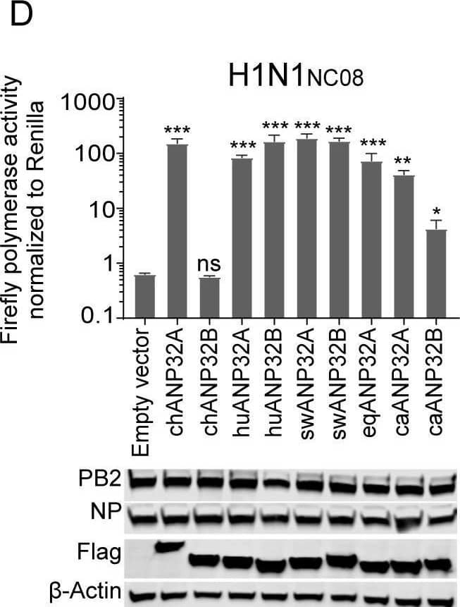 Species-dependent support of ANP32A or ANP32B for Influenza A viral replication.Vectors carrying 20 ng of ANP32A or ANP32B proteins, or empty vectors, were co-transfected into DKO cells, together with a minigenome reporter, a Renilla expression control, and influenza virus polymerases from either avian influenza H7N9ZJ13 (A) or H9N2ZJ12 (B); human influenza WSN (C); swine influenza H1N1NC08 (D); canine influenza H3N2GD11 (E); or equine influenza H3N8XJ07 (F). Luciferase activity was measured 24 h later. (Data are Firefly activity normalized to Renilla, Statistical differences between cells are labeled according to a one-way ANOVA followed by a Dunnett’s test; NS = not significant, *P < 0.05, **P < 0.01, ***P < 0.001, ****P < 0.0001. The results represent at least three independent experiments.) ch, chicken; hu, human; sw, swine; eq, equine; ca, canine. Image collected and cropped by CiteAb from the following open publication (//pubmed.ncbi.nlm.nih.gov/32084248), licensed under a CC-BY license. Not internally tested by Novus Biologicals.