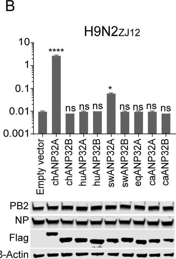 Species-dependent support of ANP32A or ANP32B for Influenza A viral replication.Vectors carrying 20 ng of ANP32A or ANP32B proteins, or empty vectors, were co-transfected into DKO cells, together with a minigenome reporter, a Renilla expression control, and influenza virus polymerases from either avian influenza H7N9ZJ13 (A) or H9N2ZJ12 (B); human influenza WSN (C); swine influenza H1N1NC08 (D); canine influenza H3N2GD11 (E); or equine influenza H3N8XJ07 (F). Luciferase activity was measured 24 h later. (Data are Firefly activity normalized to Renilla, Statistical differences between cells are labeled according to a one-way ANOVA followed by a Dunnett’s test; NS = not significant, *P < 0.05, **P < 0.01, ***P < 0.001, ****P < 0.0001. The results represent at least three independent experiments.) ch, chicken; hu, human; sw, swine; eq, equine; ca, canine. Image collected and cropped by CiteAb from the following open publication (//pubmed.ncbi.nlm.nih.gov/32084248), licensed under a CC-BY license. Not internally tested by Novus Biologicals.