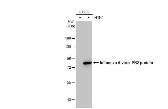 Non-infected (-) and infected (+) H1299 whole cell extracts (5 ug) were separated by 7.5% SDS-PAGE, and the membrane was blotted with Influenza A virus PB2 protein antibody (NBP2-42879) diluted at 1:5000. The HRP-conjugated anti-rabbit IgG antibody  was used to detect the primary antibody. 
