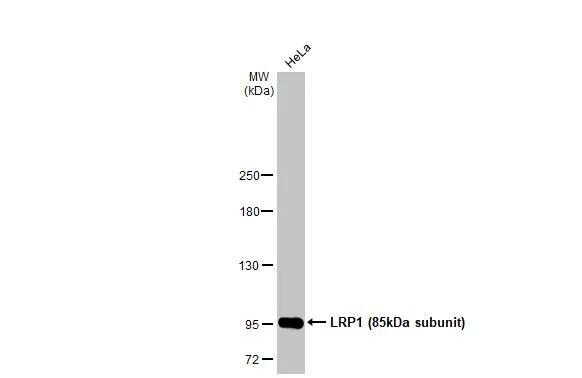 Western Blot: LRP-1 Antibody [NBP2-42883] - Whole cell extract (30 ug) was separated by 5% SDS-PAGE, and the membrane was blotted with LRP-1 antibody (NBP2-42883) diluted at 1:1000. The HRP-conjugated anti-rabbit IgG antibody  was used to detect the primary antibody.