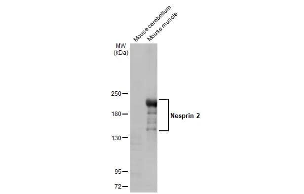 Western Blot Nesprin 2 Antibody