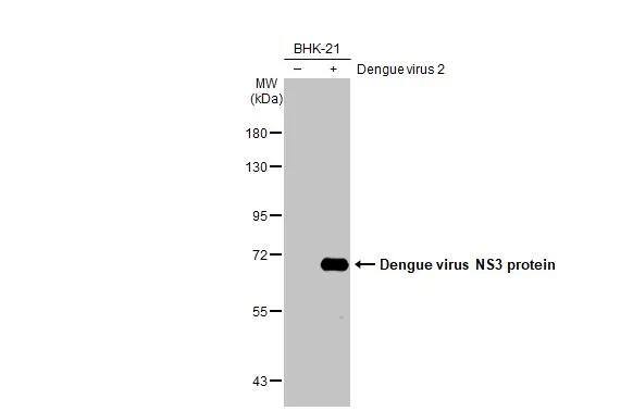 Non-infected (-) and infected (+) BHK-21 whole cell extracts (5 ug) were separated by 7.5% SDS-PAGE, and the membrane was blotted with Dengue virus NS3 protein antibody (NBP2-42893) diluted at 1:2000. The HRP-conjugated anti-rabbit IgG antibody  was used to detect the primary antibody. 