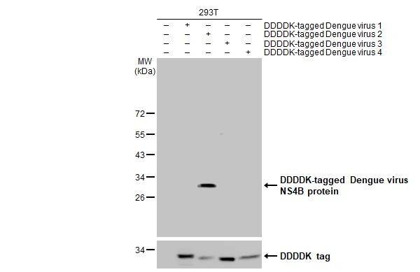 Non-transfected (-) and transfected (+) 293T whole cell extracts were separated by 12% SDS-PAGE, and the membrane was blotted with Dengue virus NS4B protein antibody (NBP2-42898) diluted at 1:5000. The HRP-conjugated anti-rabbit IgG antibody  was used to detect the primary antibody. 