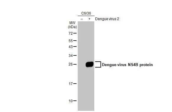 Non-infected (-) and infected (+) C6/36 whole cell extracts (15 ug) were separated by 12% SDS-PAGE, and the membrane was blotted with Dengue virus NS4B protein antibody (NBP2-42898) diluted at 1:2000. The HRP-conjugated anti-rabbit IgG antibody  was used to detect the primary antibody. 