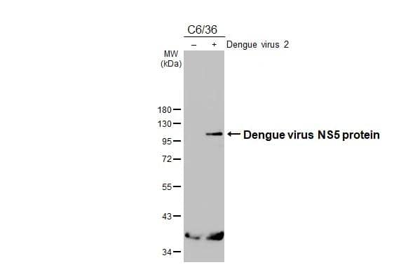 Non-infected (-) and infected (+) C6/36 whole cell extracts (15 ug) were separated by 10% SDS-PAGE, and the membrane was blotted with Dengue virus NS5 protein antibody (NBP2-42900) diluted at 1:5000. The HRP-conjugated anti-rabbit IgG antibody  was used to detect the primary antibody, and the signal was developed with Trident ECL plus-Enhanced. 