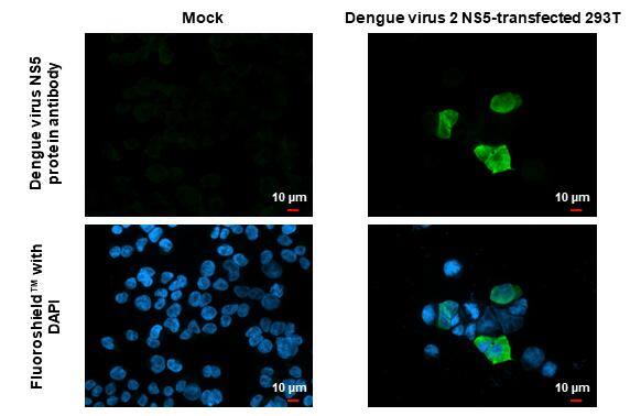 Immunocytochemistry/ Immunofluorescence Dengue Virus NS5 Antibody