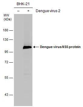 Western Blot Dengue Virus NS5 Antibody