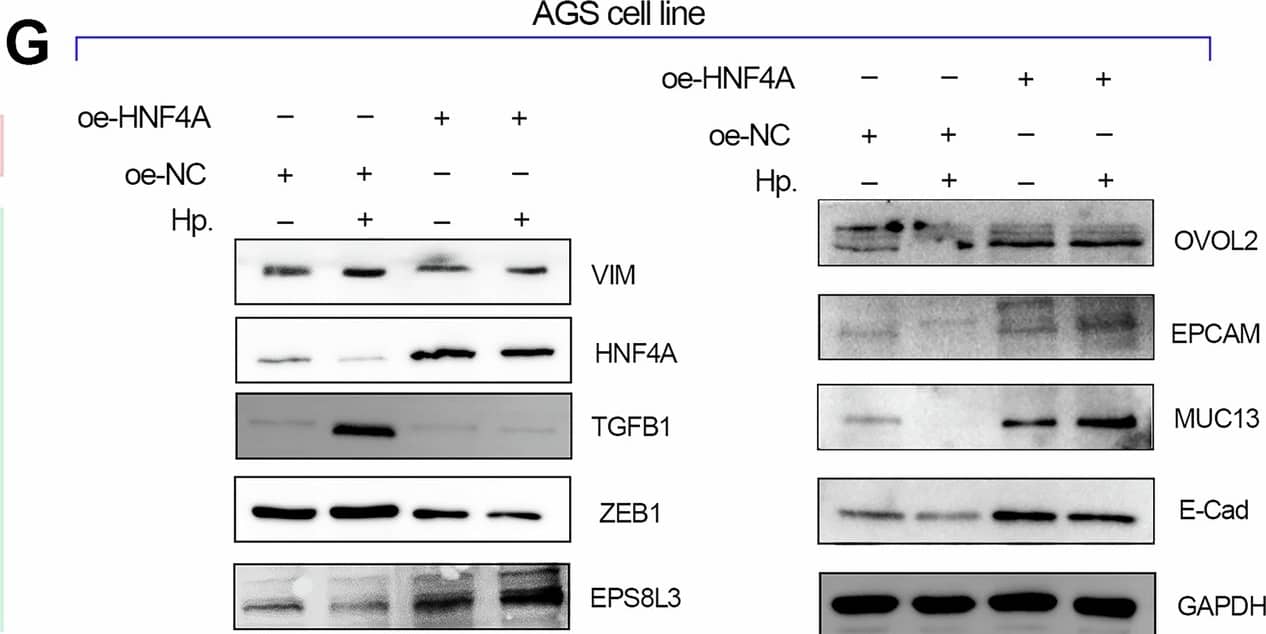 Western Blot OVOL2 Antibody
