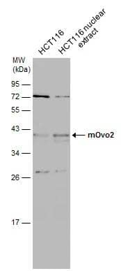 Western Blot OVOL2 Antibody