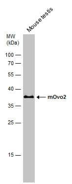 Western Blot OVOL2 Antibody