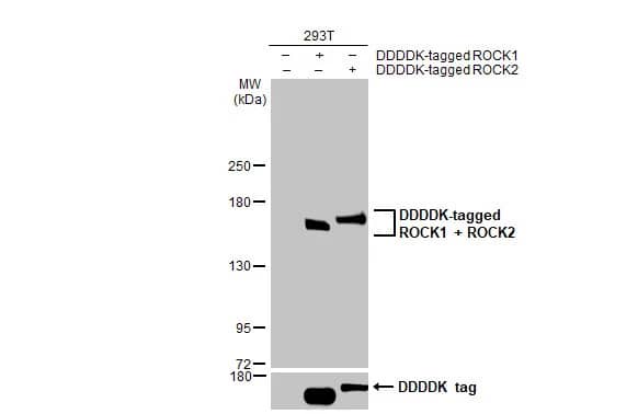 Western Blot: ROCK1 Antibody (261) [NBP2-42917] - Non-transfected (-) and transfected (+) 293T whole cell extracts (30 ug) were separated by 5% SDS-PAGE, and the membrane was blotted with ROCK1  (NBP2-42917) diluted at 1:5000. The HRP-conjugated anti-mouse IgG antibody  was used to detect the primary antibody.