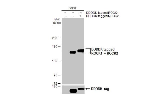 Western Blot: ROCK1 Antibody (464) [NBP2-42918] - Non-transfected (-) and transfected (+) 293T whole cell extracts (30 ug) were separated by 5% SDS-PAGE, and the membrane was blotted with ROCK1  (NBP2-42918) diluted at 1:5000. The HRP-conjugated anti-mouse IgG antibody  was used to detect the primary antibody.