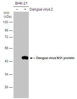 Non-infected (-) and infected (+) BHK-21 whole cell extracts (15 ug) were separated by 10% SDS-PAGE, and the membrane was blotted with Dengue virus NS1 protein antibody (NBP2-42920) diluted at 1:1000. 