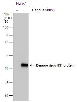 Non-infected (-) and infected (+) Huh-7 whole cell extracts (15 ug) were separated by 10% SDS-PAGE, and the membrane was blotted with Dengue virus NS1 protein antibody (NBP2-42920) diluted at 1:2000. 