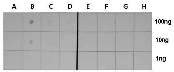 Dotblot analysis of anti-Histone H3 (acetyl Lys18) antibody with peptide samples. Varied amount of peptide samples were spotted onto positively charged nylon membrane and blotted with Histone H3 (acetyl Lys18) antibody (NBP2-43535) 1:5000 dilution.A: Peptide samples of H3K18 unB: Peptide samples of H3K18acC: Peptide samples of H3K9unD: Peptide samples of H3K9acE: Peptide samples of H3K14unF: Peptide samples of H3K14acG: Peptide samples of H3K27unH: Peptide samples of H3K27ac 