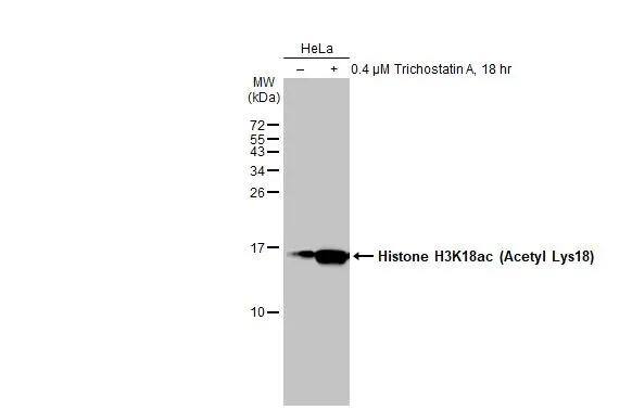 Untreated (-) and treated (+) HeLa whole cell extracts (30 ug) were separated by 15% SDS-PAGE, and the membrane was blotted with Histone H3K18ac (Acetyl Lys18) antibody (NBP2-43535) diluted at 1:5000. The HRP-conjugated anti-rabbit IgG antibody  was used to detect the primary antibody. 