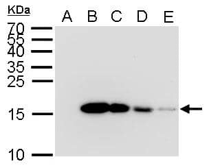 6x His antibody detects 6x His protein by Western blot analysis.A. 2 ug GST-recombinant protein B. 2 ug His-recombinant protein C. 1 ug His-recombinant protein D. 0.5 ug His-recombinant protein E. 0.1 ug His-recombinant protein E. 0.1 ug His-recombinant protein E. 0.1 ug His-recombinant protein 12 % SDS-PAGE6x His antibody (NBP2-43536) dilution: 1:5000 