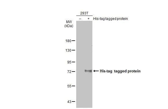 Non-transfected (-) and transfected (+) 293T whole cell extracts (30 ug) were separated by 7.5% SDS-PAGE, and the membrane was blotted with 6X His tag antibody [GT359] (NBP2-43536) diluted at 1:5000. The HRP-conjugated anti-mouse IgG antibody  was used to detect the primary antibody. 