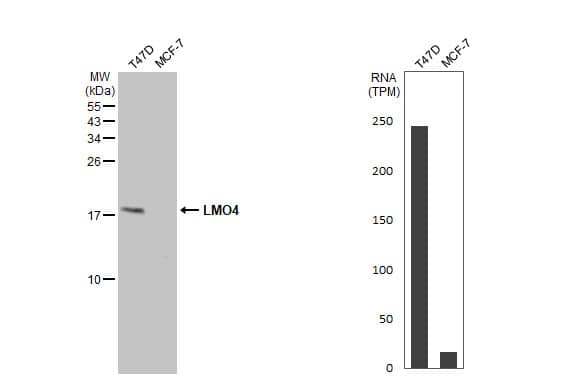 <b>Orthogonal Strategies Validation. </b>Western Blot: LMO4 Antibody [NBP2-43538] - Various whole cell extracts (30 ug) were separated by 15% SDS-PAGE, and the membrane was blotted with LMO4 antibody  diluted at 1:1000. The HRP-conjugated anti-rabbit IgG antibody  was used to detect the primary antibody, and the signal was developed with Trident ECL plus-Enhanced. Corresponding RNA expression data for the same cell lines are based on Human Protein Atlas program.