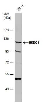 Western Blot HKDC1 Antibody - BSA Free
