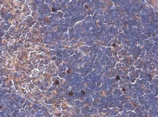 ARHGEF18 antibody [GT1972] detects ARHGEF18 protein at cytoplasm by immunohistochemical analysis.Sample: Paraffin-embedded mouse thymus gland.ARHGEF18 stained by ARHGEF18 antibody [GT1972] (NBP2-43546) diluted at 1:200. Antigen Retrieval: Citrate buffer, pH 6.0, 15 min 
