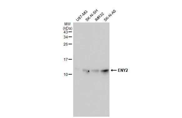 Western Blot ENY2 Antibody (245) - Azide and BSA Free
