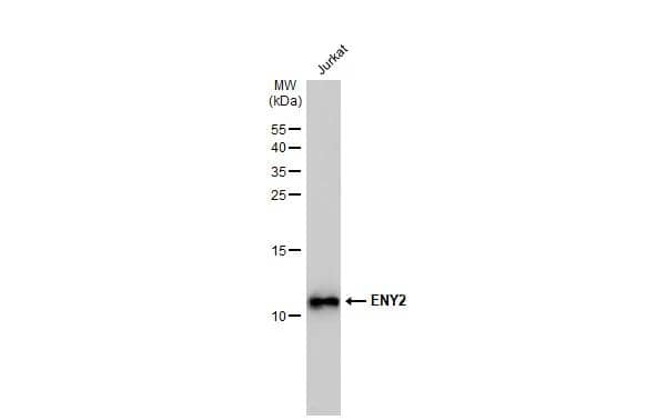Western Blot ENY2 Antibody (245) - Azide and BSA Free