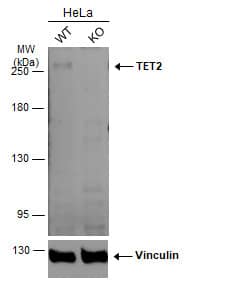 <b>Genetic Strategies Validation. </b>Western Blot: TET2 Antibody (649) [NBP2-43552] - Wild-type (WT) and TET2 knockout (KO) HeLa cell extracts (30 ug) were separated by 5% SDS-PAGE, and the membrane was blotted with TET2 antibody [GT649]  diluted at 1:500. The HRP-conjugated anti-mouse IgG antibody  was used to detect the primary antibody, and the signal was developed with Trident ECL plus-Enhanced.