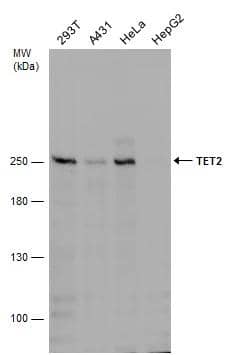 Western Blot TET2 Antibody (649) - Azide and BSA Free
