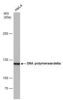 Whole cell extract (30 ug) was separated by 5% SDS-PAGE, and the membrane was blotted with DNA polymerase delta antibody [6196] (NBP2-43556) diluted at 1:1000. 