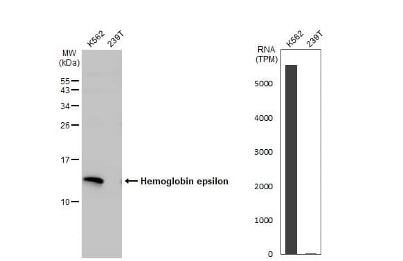 <b>Orthogonal Strategies Validation. </b>Western Blot: Hemoglobin epsilon Antibody [NBP2-43557] - Various whole cell extracts (30 ug) were separated by 15% SDS-PAGE, and the membrane was blotted with Hemoglobin epsilon antibody [N1N2], N-term  diluted at 1:1000. The HRP-conjugated anti-rabbit IgG antibody  was used to detect the primary antibody. Corresponding RNA expression data for the same cell lines are based on Human Protein Atlas program.