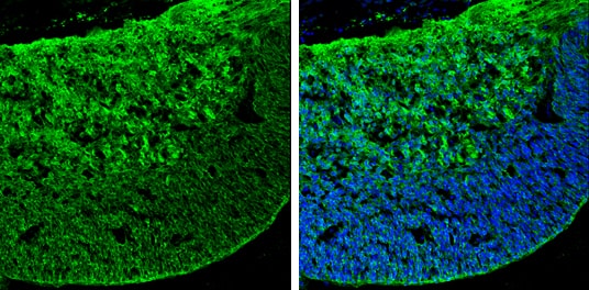 Immunohistochemistry: GABA Antibody [NBP2-43558] - GABA antibody detects GABA by immunohistochemical analysis.Sample: Frozen sectioned E13.5 Rat brain. Green: GABA stained by GABA antibody (NBP2-43558) diluted at 1:250.Blue: Fluoroshield with DAPI .