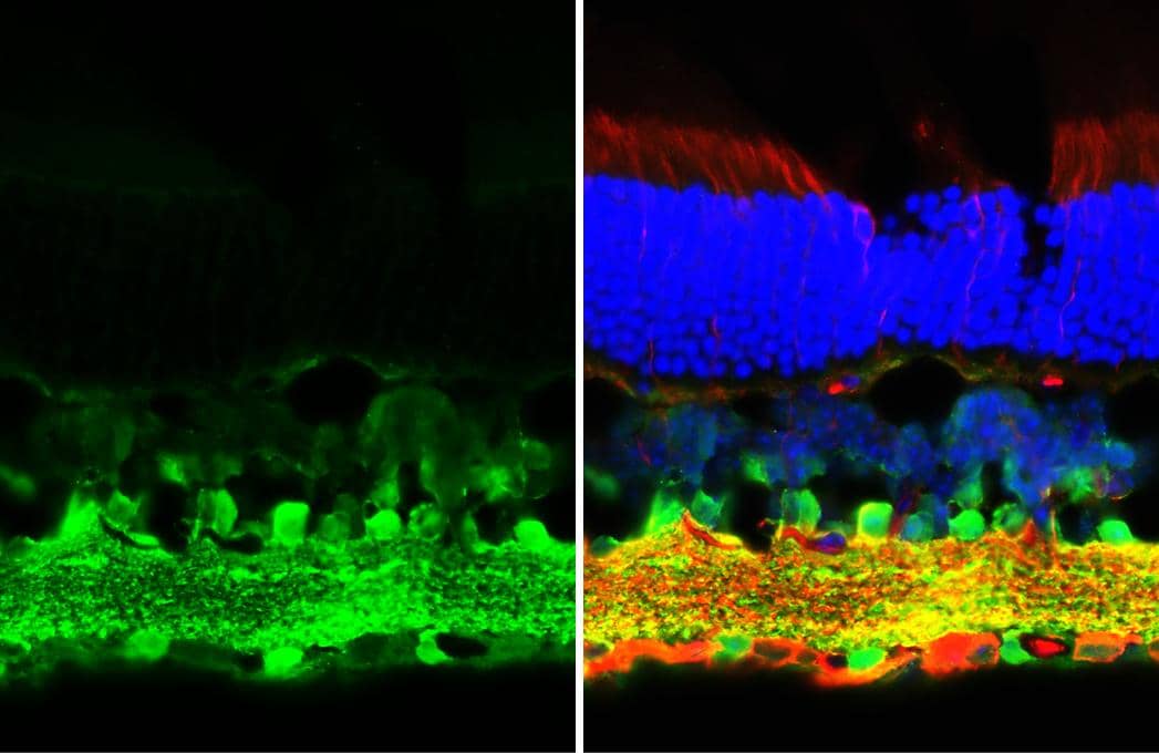 Immunohistochemistry-Frozen GABA Antibody - BSA Free