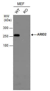 Various whole cell extracts (30 ug) were separated by 5% SDS-PAGE, and the membrane was blotted with ARID2 antibody [GT7311] (NBP2-43567) diluted at 1:1000. (WT: wild type; KO: knockout) 