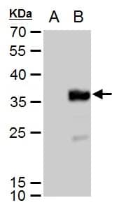 Western Blot: DYKDDDDK Epitope Tag Antibody (231) [NBP2-43570] - DDDDK Tag antibody [GT231] detects DDDDK Tag protein by Western blot analysis.A. 30 ug 293T whole cell extract B. 30 ug whole cell extract of DDDDK-tagged protein expressing 293T cells12 % SDS-PAGEDDDDK Tag antibody [GT231] (NBP2-43570) dilution: 1:5000