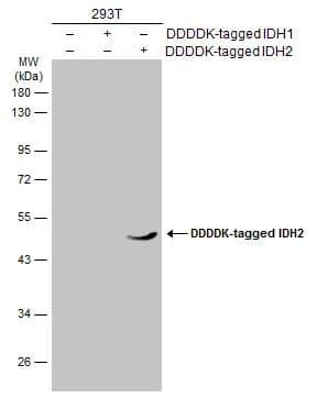 Non-transfected (-) and transfected (+) 293T whole cell extracts (30 ug) were separated by 7.5% SDS-PAGE, and the membrane was blotted with IDH2 antibody [GT673] (NBP2-43572) diluted at 1:1000. The HRP-conjugated anti-mouse IgG antibody  was used to detect the primary antibody. 