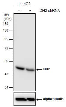 <b>Genetic Strategies Validation. </b>Non-transfected (-) and transfected (+) HepG2 whole cell extracts (30 ug) were separated by 10% SDS-PAGE, and the membrane was blotted with IDH2 antibody [GT673] (NBP2-43572) diluted at 1:500. The HRP-conjugated anti-mouse IgG antibody  was used to detect the primary antibody. 