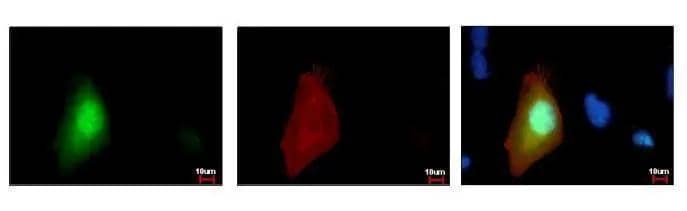 GFP-tag antibody detects GFP-recombinant protein by immunofluorescent analysis. Sample: GFP-tag transfected HeLa cells were fixed in 4% paraformaldehyde at RT for 15 min. Green: GFP is expressed in the tranfected cell Red: .GFP-recombinant protein stained by GFP-tag antibody (NBP2-43575) diluted at 1:2000. Blue: Hoechst 33342 staining. 