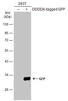 Non-transfected (-) and transfected (+) 293T whole cell extracts (5 ug) were separated by 5% SDS-PAGE, and the membrane was blotted with GFP antibody [GT859] (NBP2-43575) diluted at 1:5000. The HRP-conjugated anti-mouse IgG antibody  was used to detect the primary antibody. 