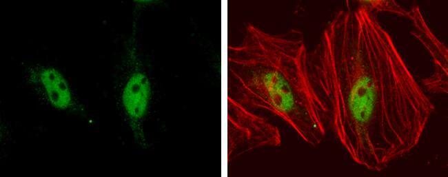 TEF1 antibody [GT13112] detects TEF1 protein at nucleus by immunofluorescent analysis.Sample: HeLa cells were fixed in 4% paraformaldehyde at RT for 15 min.Green: TEF1 protein stained by TEF1 antibody [GT13112] (NBP2-43581) diluted at 1:400.Red: Phalloidin, a F-actin marker, diluted at 1:200. 