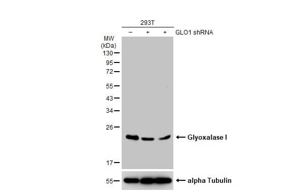 <b>Genetic Strategies Validation. </b>Western Blot: Glyoxalase I Antibody (266) [NBP2-43618] - Non-transfected (–) and transfected (+) 293T whole cell extracts (30 ug) were separated by 12% SDS-PAGE, and the membrane was blotted with Glyoxalase I antibody [GT266]  diluted at 1:1000. The HRP-conjugated anti-mouse IgG antibody  was used to detect the primary antibody.