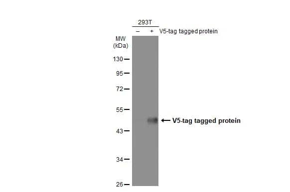 Non-transfected (-) and transfected (+) 293T whole cell extracts (30 ug) were separated by 10% SDS-PAGE, and the membrane was blotted with V5 tag antibody [GT1071] (NBP2-43626) diluted at 1:1000. The HRP-conjugated anti-mouse IgG antibody  was used to detect the primary antibody. 