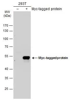 Western Blot: Myc Epitope Tag Antibody (2) [NBP2-43627] - Non-transfected (-) and transfected (+) 293T whole cell extracts (30 ug) were separated by 10% SDS-PAGE, and the membrane was blotted with Myc Epitope Tag antibody [GT0002] (NBP2-43627) diluted at 1:5000. The HRP-conjugated anti-rabbit IgG antibody  was used to detect the primary antibody.