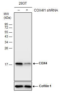 <b>Genetic Strategies Validation. </b>Non-transfected (-) and transfected (+) 293T whole cell extracts (30 ug) were separated by 15% SDS-PAGE, and the membrane was blotted with COX4 antibody [GT6310] (NBP2-43629) diluted at 1:1500. 