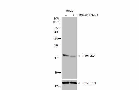 <b>Genetic Strategies Validation. </b>Western Blot: HMGA2 Antibody (763) [NBP2-43640] - Non-transfected (–) and transfected (+) HeLa whole cell extracts (30 ug) were separated by 15% SDS-PAGE, and the membrane was blotted with HMGA2 antibody [GT763]  diluted at 1:500. The HRP-conjugated anti-mouse IgG antibody  was used to detect the primary antibody.