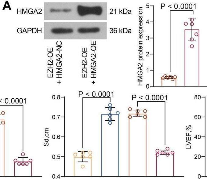 Western Blot HMGA2 Antibody (763) - Azide and BSA Free