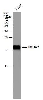 Western Blot HMGA2 Antibody (763) - Azide and BSA Free