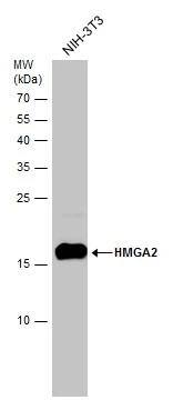 Western Blot HMGA2 Antibody (763) - Azide and BSA Free