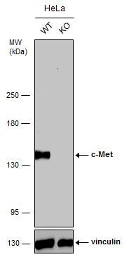 <b>Genetic Strategies Validation. </b>Wild-type (WT) and c-Met knockout (KO) HeLa cell extracts (30 ug) were separated by 5% SDS-PAGE, and the membrane was blotted with c-Met antibody [GT556] (NBP2-43641) diluted at 1:1000. The HRP-conjugated anti-mouse IgG antibody  was used to detect the primary antibody, and the signal was developed with Trident ECL plus-Enhanced. 